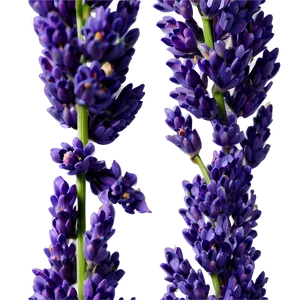 Fresh Lavender Sprigs Png Wfj PNG image