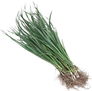 Fresh Leek Bunch Isolated