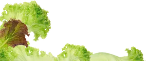 Fresh Lettuce Leaves Transparent Background PNG image