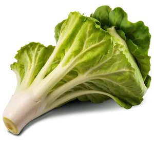 Fresh Lettuce Png 35 PNG image