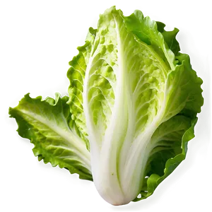 Fresh Lettuce Png 5 PNG image