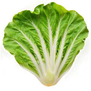 Fresh Lettuce Png Fhw94 PNG image