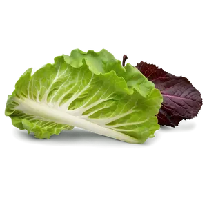 Fresh Lettuce Png Pbn PNG image