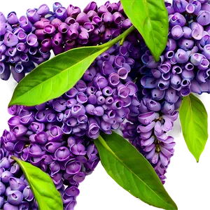 Fresh Lilac PNG 88
