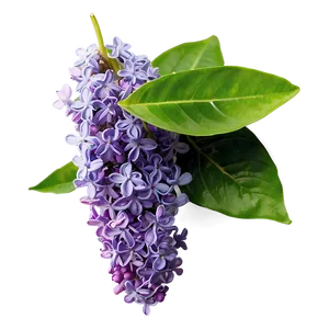 Fresh Lilac PNG Jxu PNG