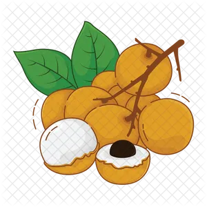 Fresh Longan Fruit Illustration PNG image
