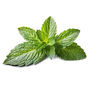 Fresh Mint Leaf Png 06212024 PNG image