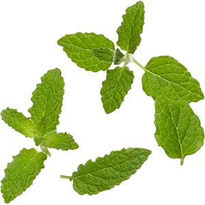 Fresh Mint Leaves Black Background PNG image