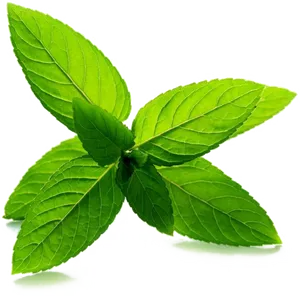 Fresh Mint Leaves Isolated.png PNG