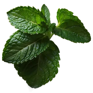 Fresh Mint Leaves Png 39 PNG image