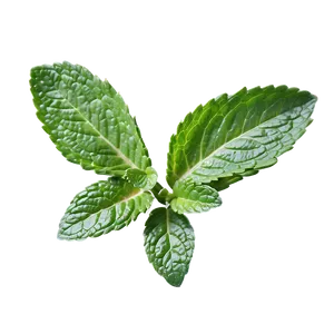 Fresh Mint Leaves Png 95 PNG image