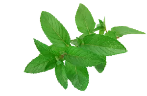 Fresh Mint Leaves Transparent Background PNG image