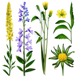 Fresh Morning Wildflowers PNG 80 PNG