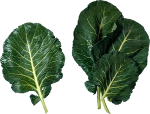 Fresh Mustard Greens Leaves