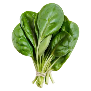 Fresh Organic Spinach Bunch Png 06252024 PNG image