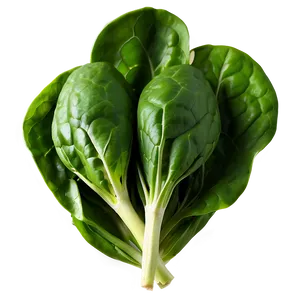 Fresh Organic Spinach Bunch PNG 47 PNG