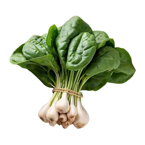 Fresh Organic Spinach Bunch PNG 8 PNG