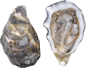 Fresh Oyster Open Closed Shell PNG image