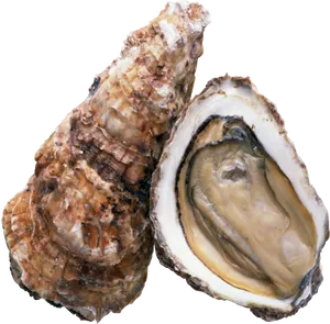 Fresh Oyster Open Shell PNG image