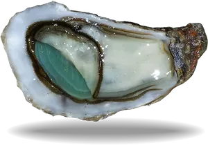 Fresh Oysteron Half Shell PNG image