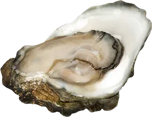 Fresh Oysteron Half Shell PNG image