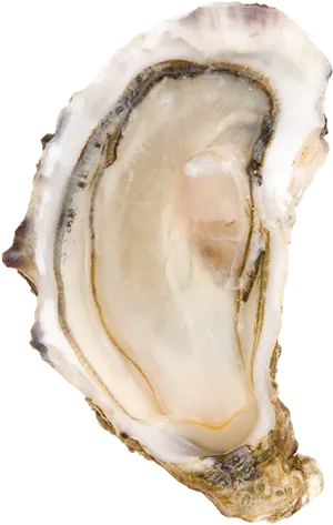 Fresh Oysteron Shell PNG image