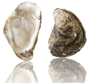 Fresh Oysters Top Bottom View PNG image