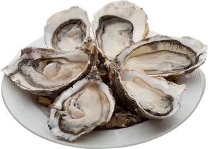 Fresh Oysterson Plate PNG image
