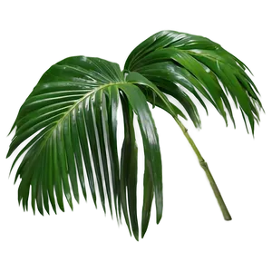 Fresh Palm Leaves PNG 05252024 PNG
