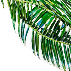 Fresh Palm Leaves PNG 72 PNG