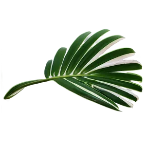 Fresh Palm Leaves PNG Tvd PNG