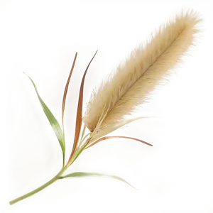 Fresh Pampas Clippings PNG Vrl1 PNG