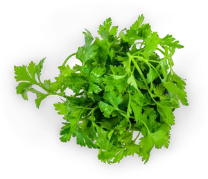 Fresh Parsley Bunch Isolated PNG image