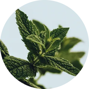Fresh Peppermint Leaves Closeup PNG image