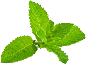 Fresh Peppermint Leaves Isolated PNG image