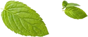 Fresh Peppermint Leaves Isolated PNG image