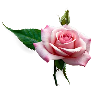 Fresh Pink Rose PNG Igv66