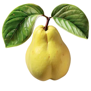 Fresh Quince Illustration Png 44 PNG image