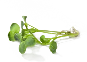 Fresh Radish Sprouts Isolated PNG