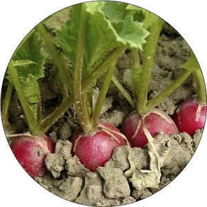 Fresh Radishesin Soil PNG