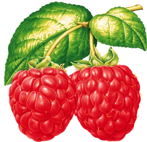 Fresh Raspberries With Leaves PNG image