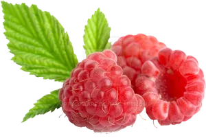 Fresh Raspberrieswith Leaves.png PNG image