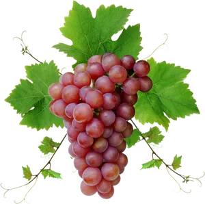 Fresh Red Grape Cluster.png