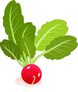 Fresh Red Radish Illustration PNG