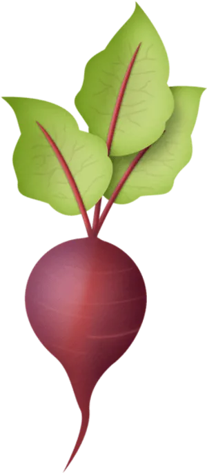 Fresh Red Radish Illustration