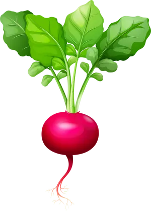 Fresh Red Radish Illustration.png PNG