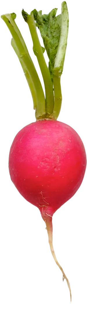 Fresh Red Radish Isolated.png PNG