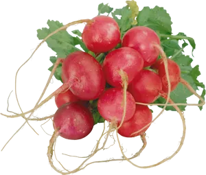 Fresh Red Radishes Bunch PNG image