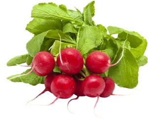 Fresh Red Radishes Bunch.png PNG