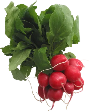 Fresh Red Radishes Bunch.png PNG image